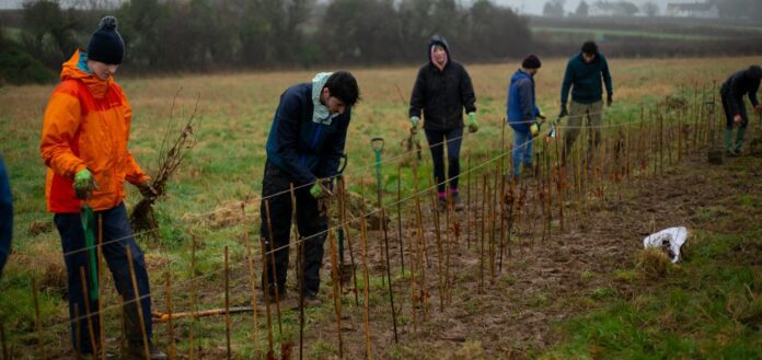 Volunteers planting trees- credit Swansea University