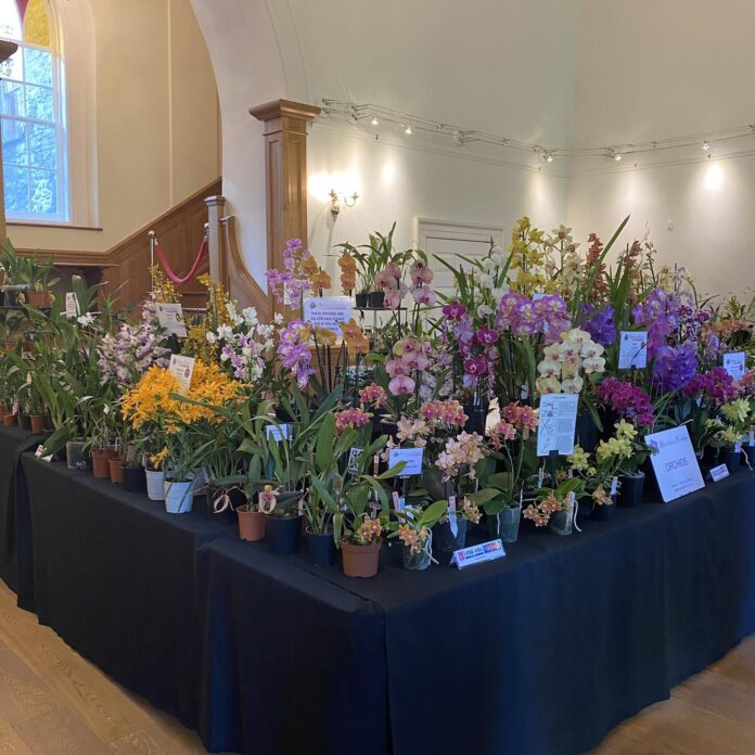 Welsh Orchid Festival 23 (2)