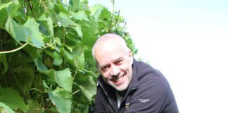 Kerry Vale Vineyard appeals for volunteers for upcoming grape harvest