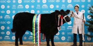 Royal Welsh Winter Fair livestock competitions schedule now available