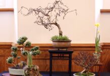 Aberglasney set to host Dragon Bonsai Autumn Show