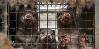 Gwent MP wants fur import law as MPs ‘grasp the nettle’ in animal welfare push