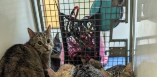 Fifty cats rescued from Rhondda Cynon Taf – many of which found in cages