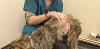 Two dogs transformed in RSPCA care after found in an emaciated condition
