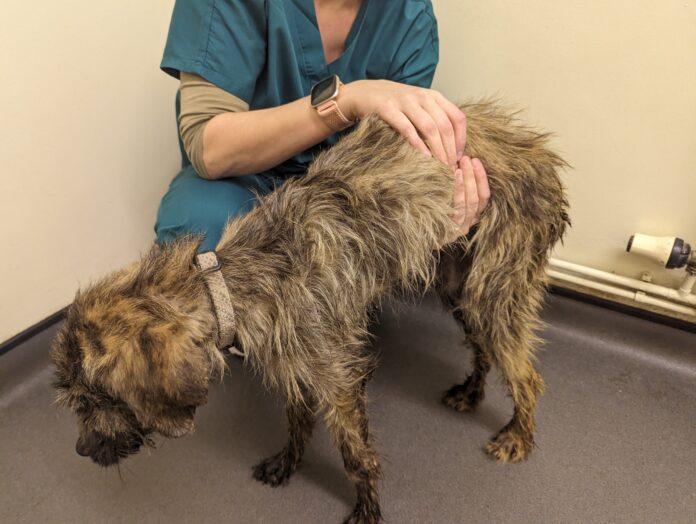 Swansea underweight dogs case pic8