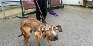 Man disqualified from keeping all animals for 10 years after emaciated dog suffered