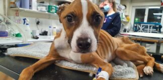 RSPCA reveals shocking 12% increase in pet neglect reports compared to last year 3,163 neglect reports in Wales during first nine months of 2024