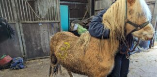 Six horses found without bedding or food in filthy conditions