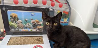 Roux/Molly from Newport: Adoptober success as rescued pets celebrate the New Year in new homes