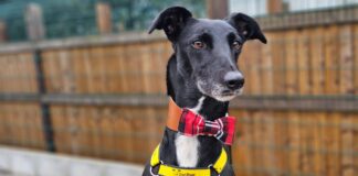‘Please come along and visit!’ says Dogs Trust as it searches for more adopters in Wales in 2025