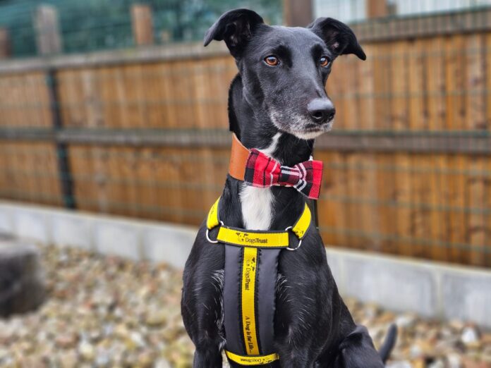 Smiley the Lurcher has found his home.
