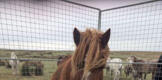RSPCA Cymru issue appeal for owner of pony following concerns