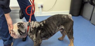 Appeal launched after dog found with fur loss, skin problems and in a thin state