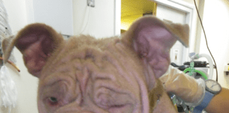 English bulldog with 90% fur loss and sore skin – recovers in RSPCA care
