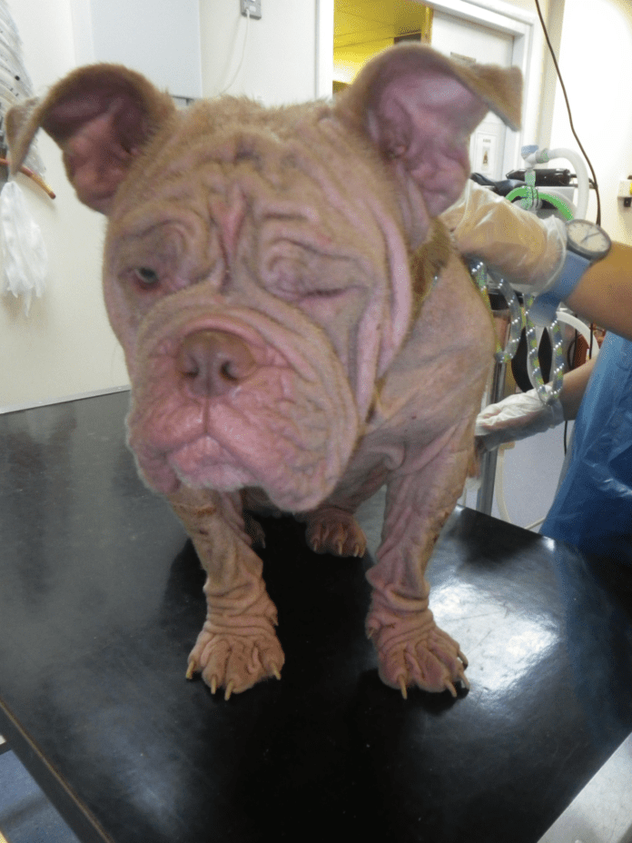 Loona before pic2
