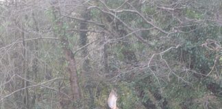 Tawny owl tangled on branch in Bedwas saved thanks to partnership working