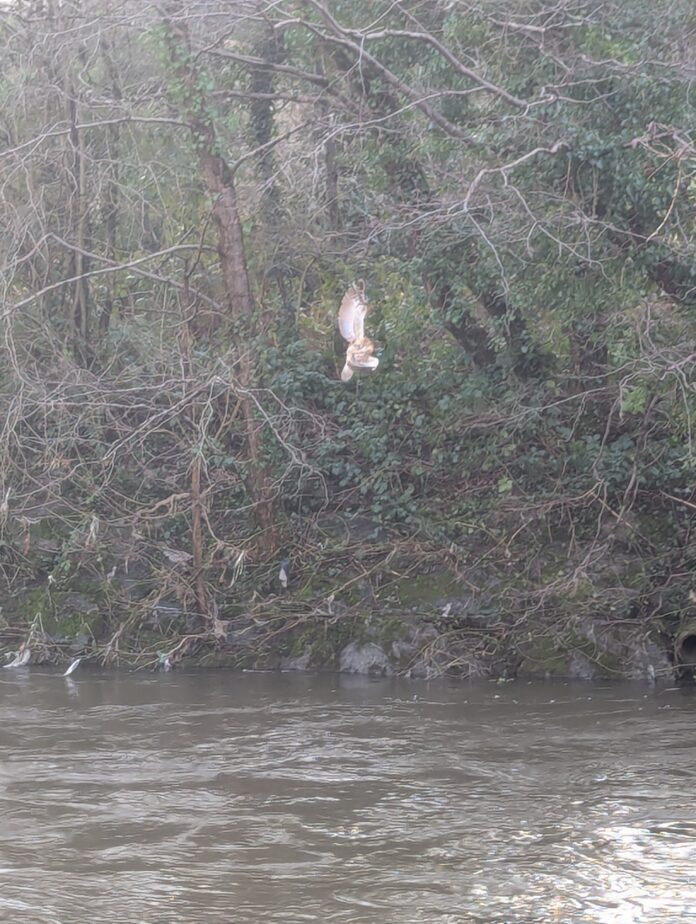 Owl rescue Bedwas pic1(2)