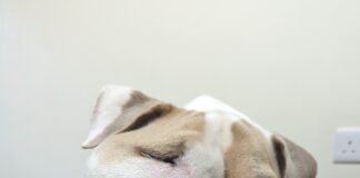 Dog found with large tumour was suffering unnecessary