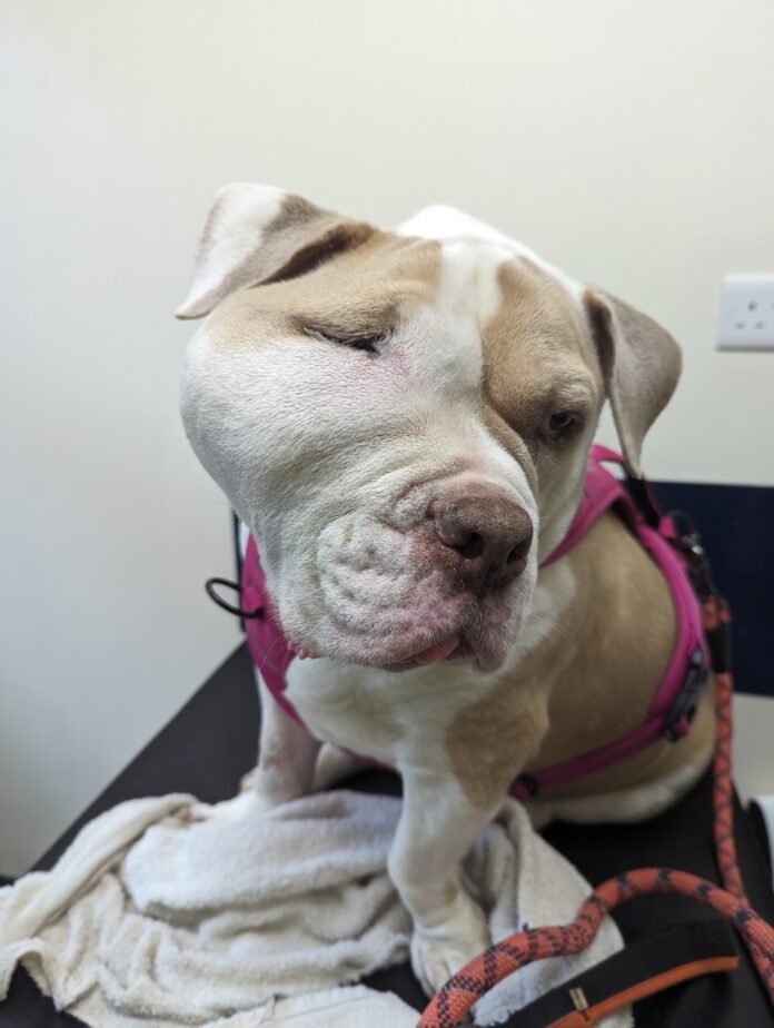 RCT tumor swelling case