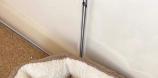 Forty weeks jail for man who physically abused his two cats – one of which died