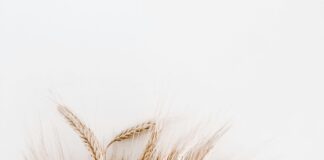 Bangor Leads Wales in Gluten Free Popularity as Searches Surge 200%