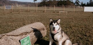 Margam Country Park Unveils ‘Margam Bark Play Park’ – South Wales’ Ultimate Dog Day Out!