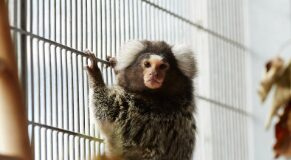 ‘Clock is ticking’ for UK Government to provide clarity on the future of thousands of pet monkeys