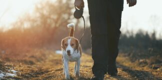 Renewal of PSPO for dog control