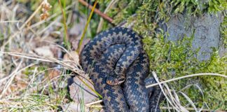 Adder Sightings Prompt Warning for Dog Walkers Along Swansea Coast