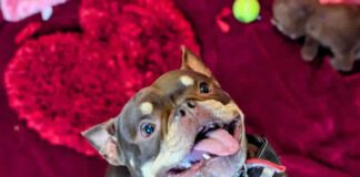Pooch looking for new home after 250 days