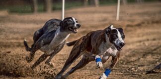 The Greyhound Adoption Journey: What to Expect and How to Prepare
