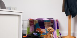 Paw-ductivity Boost! Here are Dogs Trust Cardiff’s top tips for ‘Take Your Dog to Work’ Day