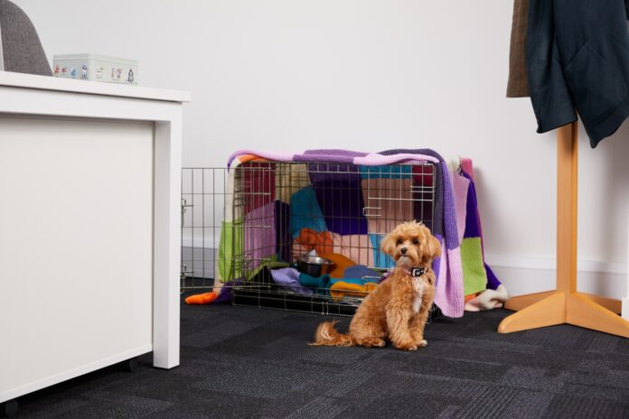 A dog friendly office