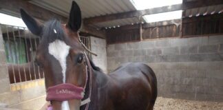 Rhondda Cynon Taf man physically, emotionally and sexually abused horses
