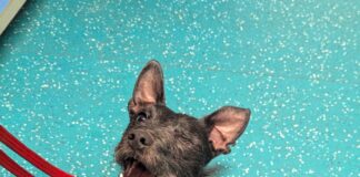 Ebbw Vale man sentenced after failing to seek vet care for his dog’s eye injury