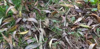 RSPCA Cymru appeal for information after dead puppy found in Brecon