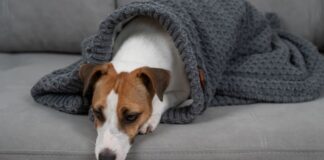 Dog Owner Prosecuted for Breaching Microchipping Regulations