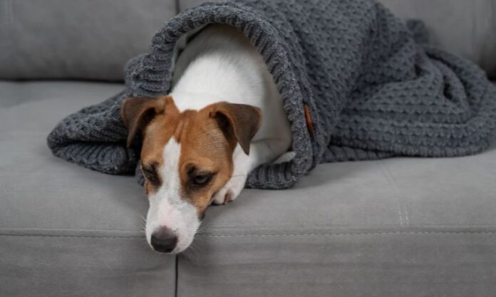 Jack Russell Terrier