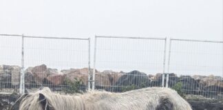 RSPCA Cymru appeal for owner of pony found in thin and poor condition in Cardiff
