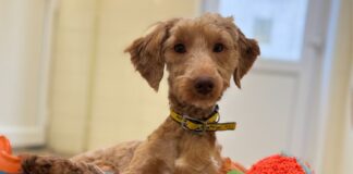 Urgent Appeal: Dogs Trust is asking for dog food, treats and bedding donations