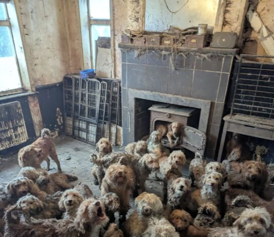 RSPCA rescues thousands in large-scale animal incidents as centres over capacity