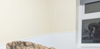 RSPCA seeks information about ‘skin and bones’ lurcher found in Merthyr backyard