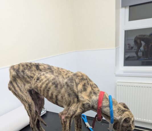RSPCA seeks information about ‘skin and bones’ lurcher found in Merthyr backyard