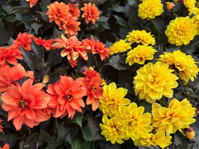 Dahlias
