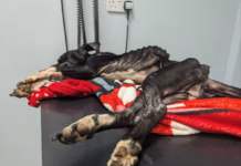 Carmarthen man banned from keeping animals for life after neglect