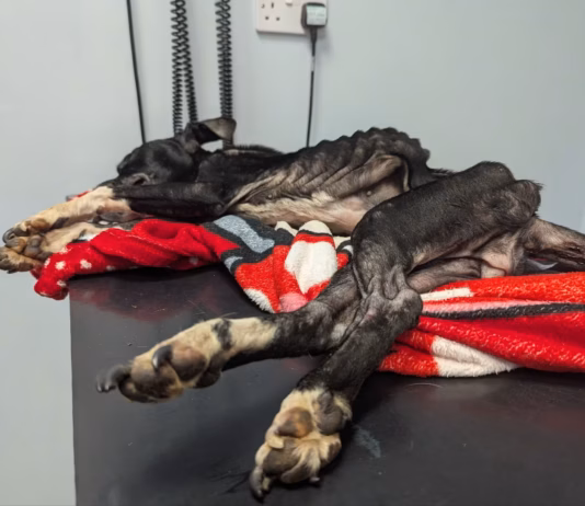 Carmarthen man banned from keeping animals for life after neglect