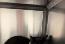RSPCA Cymru appeal after cat shot with an air rifle in Aberbeeg
