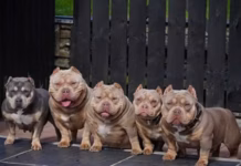 Celebrity dog breeder in court